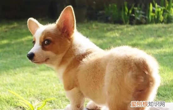 柯基是猎犬吗 柯基是猎犬还是牧羊犬