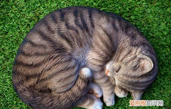 短脚猫是什么品种的猫 短脚猫是什么品种