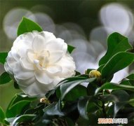 白茶花有什么功效 白茶花的花语是什么