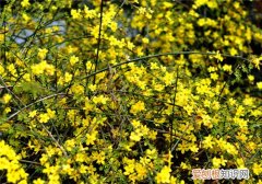 迎春花的特点有哪些迎春花有哪些功效