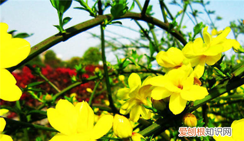 迎春花的特点有哪些迎春花有哪些功效