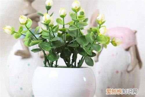 茉莉的养殖方法是什么，茉莉养殖技术