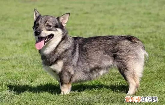 夫妻养狗是不是怀不上孩子 为什么不能养夫妻狗