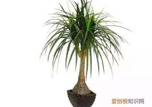 象腿树可以做盆栽吗 象腿树一般多少钱