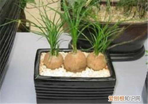 象腿树可以做盆栽吗 象腿树一般多少钱