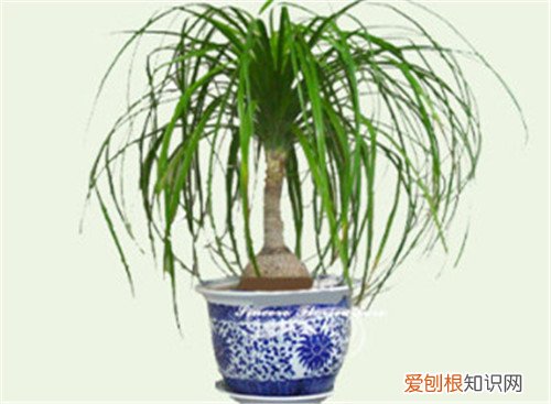 象腿树可以做盆栽吗 象腿树一般多少钱