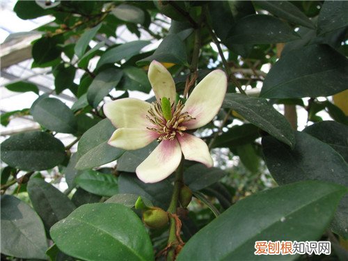 含笑花的功效与作用 含笑花什么时候开花