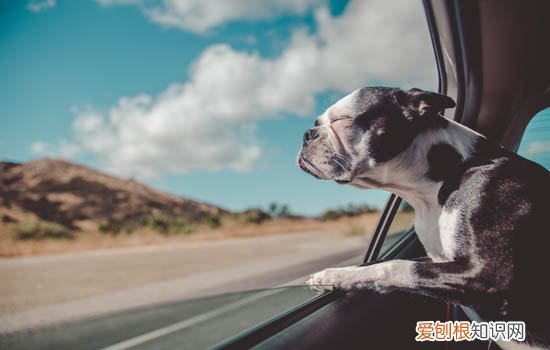 川东猎犬到底好不好 川东猎犬聪明吗