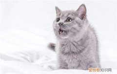 英短蓝猫幼猫怎么看纯不纯 英短幼猫失败品相