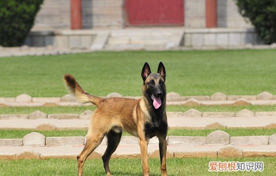 马犬什么颜色最正宗图片 马犬什么颜色最正宗