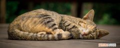猫咪爱睡在主人身上是为什么 小猫喜欢睡在主人身上是为什么