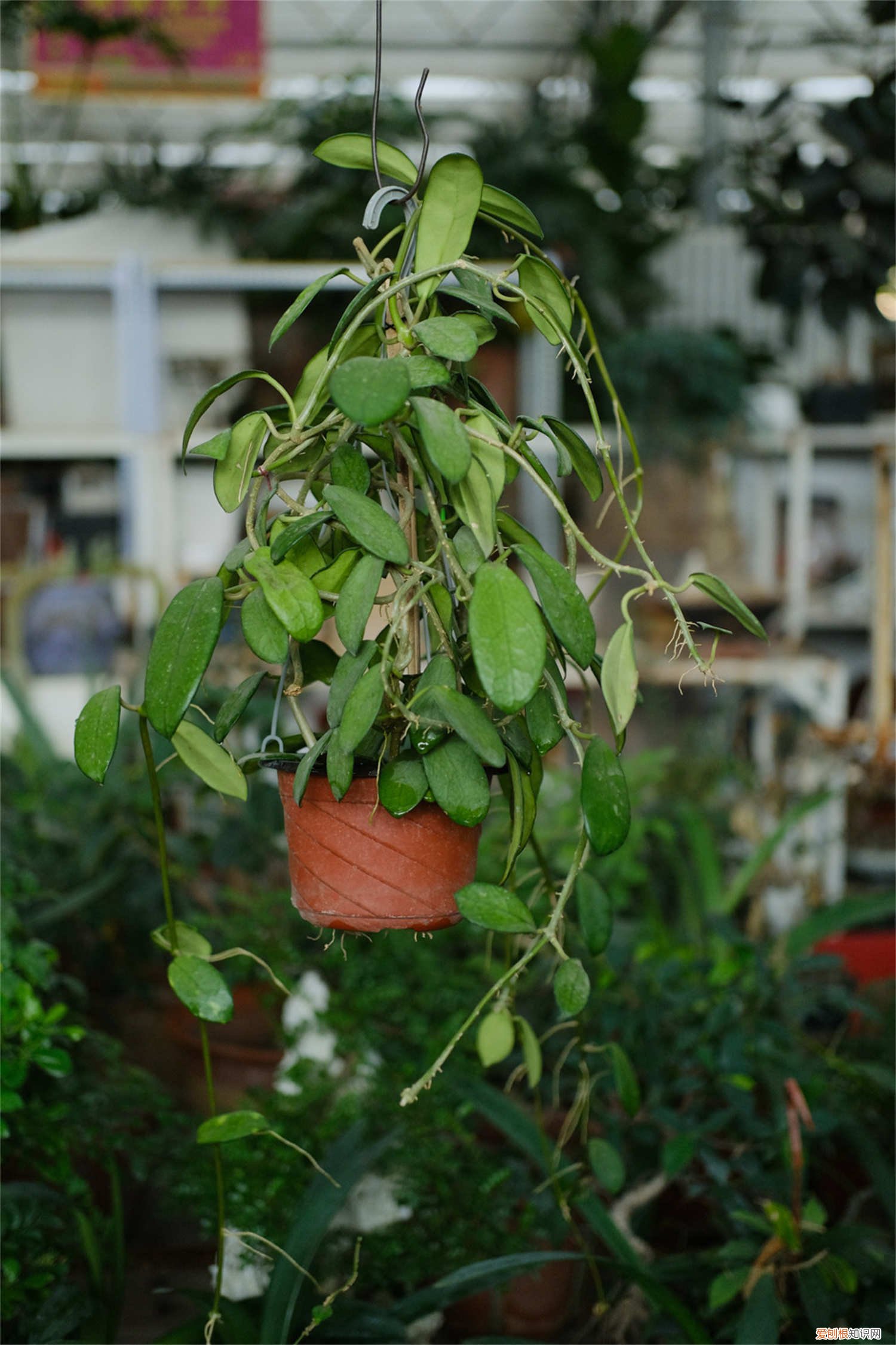 球兰有花芽不开花 球兰不开花是怎么回事