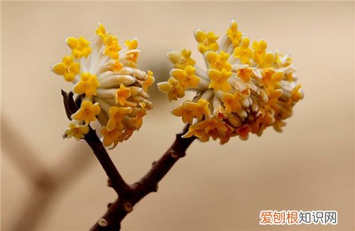 结香花养殖方法详解 栽培结香花其实就这么简单