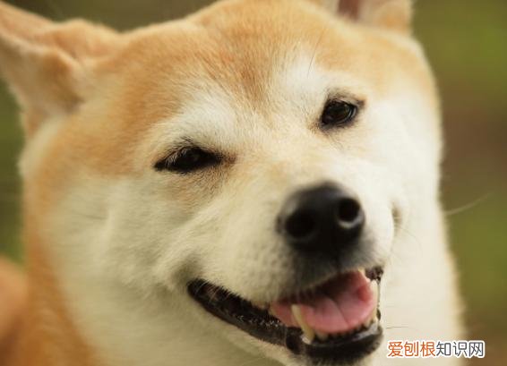 旺家狗有什么特征 “旺家”狗都有的特征，你家狗子有吗？