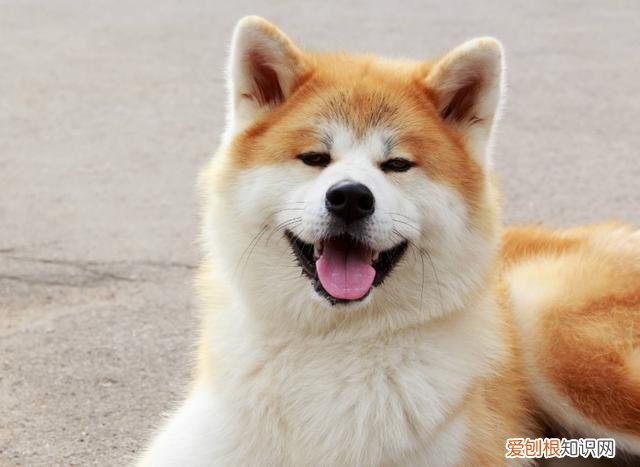 旺家狗有什么特征 “旺家”狗都有的特征，你家狗子有吗？