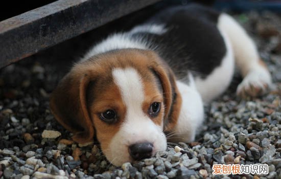 非洲野狗和鬣狗的区别 非洲野犬与鬣狗的区别