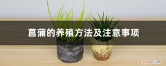 虎须菖蒲的养殖方法及注意事项 菖蒲的养殖方法及注意事项