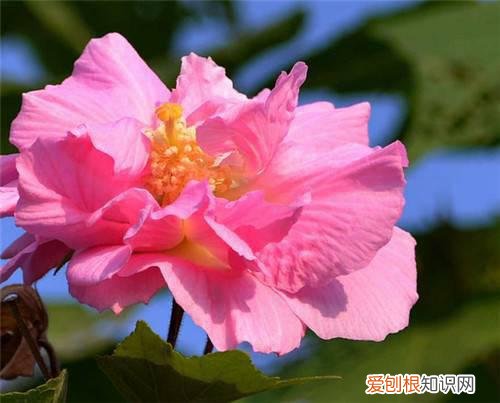 芙蓉花的花语是什么芙蓉花的形态特征和功效介绍