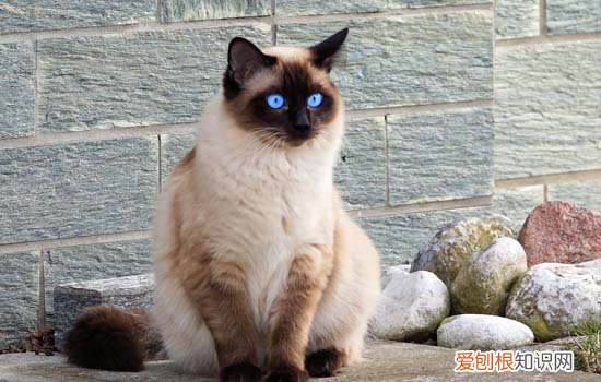 猫咪鼻子长了疙瘩是怎么回事 猫咪鼻子长疙瘩的原因