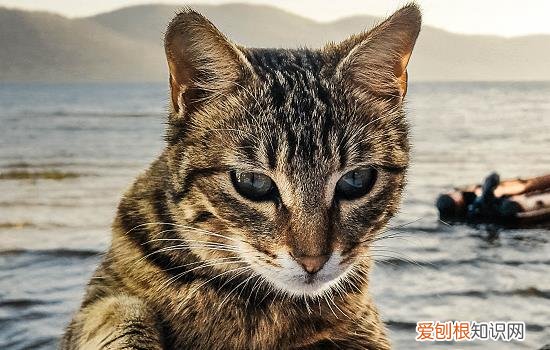 猫能闻烟味不 猫能闻烟味吗