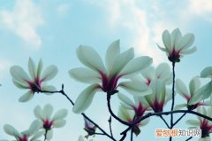 木兰花花语是什么 木兰花和玉兰花的区别