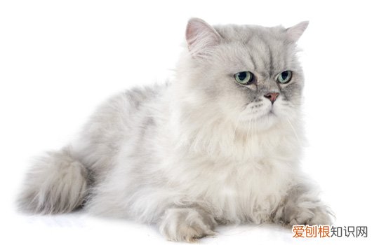 蓝猫属于英短吗? 蓝猫属于英短猫吗