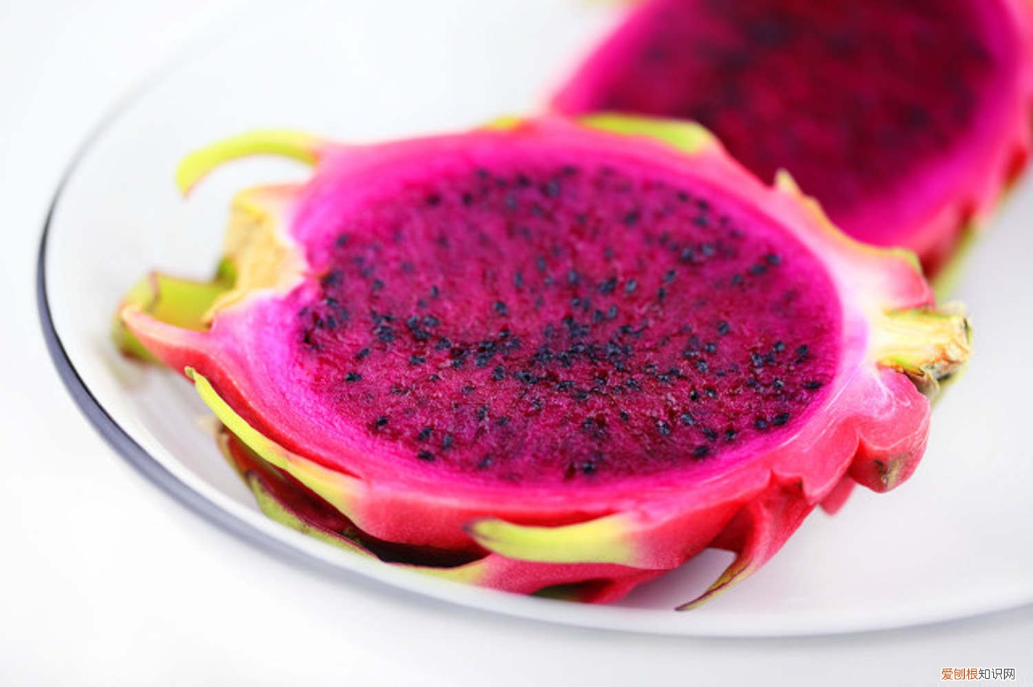 火龙果的种植技术与栽培技术月季 火龙果的种植技术与栽培