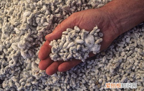 棉花种子贮藏注意事项 哪些棉花种子不能用