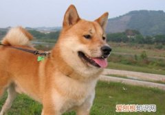 为什么柴犬很凶 柴犬很凶的原因