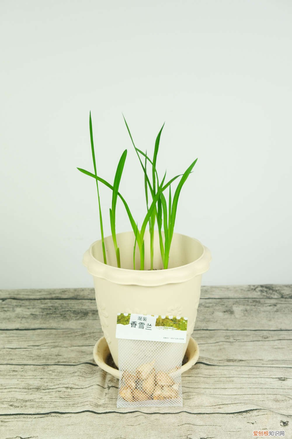 香雪兰种球的种植方法时间温度 香雪兰种球的种植方法