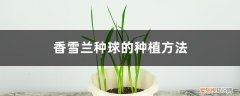 香雪兰种球的种植方法时间温度 香雪兰种球的种植方法