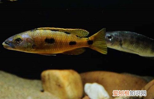 马鲷鱼有哪些品种 怎么将马鲷鱼养好