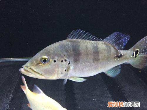 马鲷鱼有哪些品种 怎么将马鲷鱼养好