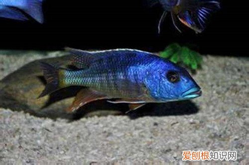 马鲷鱼有哪些品种 怎么将马鲷鱼养好