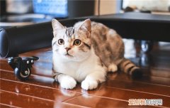 蓝耳猫和折耳猫 蓝猫和折耳猫的区别