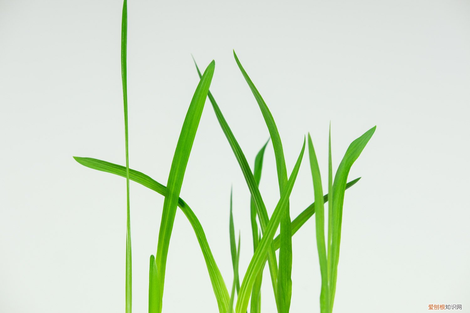 香雪兰的矮化方法 香雪兰矮化方法