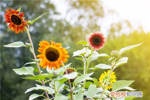 向日葵的花语是什么 向日葵在什么时候种植