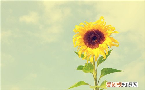 向日葵的花语是什么 向日葵在什么时候种植