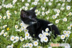 猫能不能吃洋甘菊 洋甘菊对猫咪有毒吗