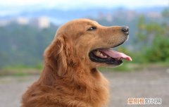 平毛寻回犬是大型犬吗 平毛寻回犬是土狗吗