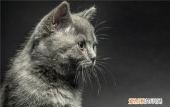 英短蓝猫一岁应该多重 英短蓝猫1000的正常吗