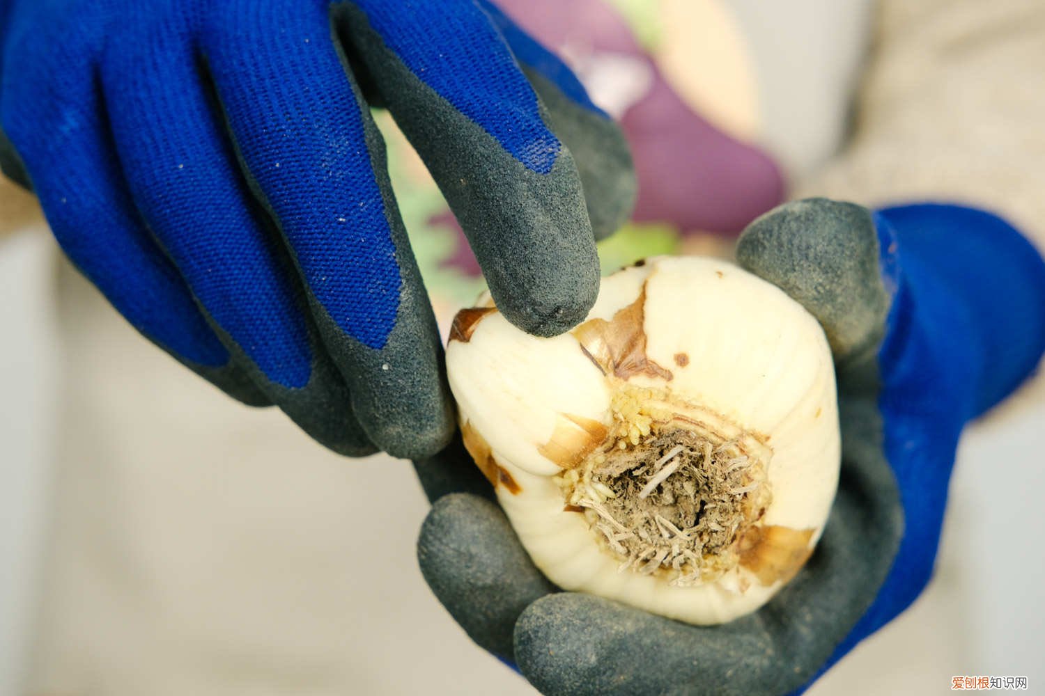 水仙花如果养 盆栽水仙花养殖方法，水仙花能在室内养吗