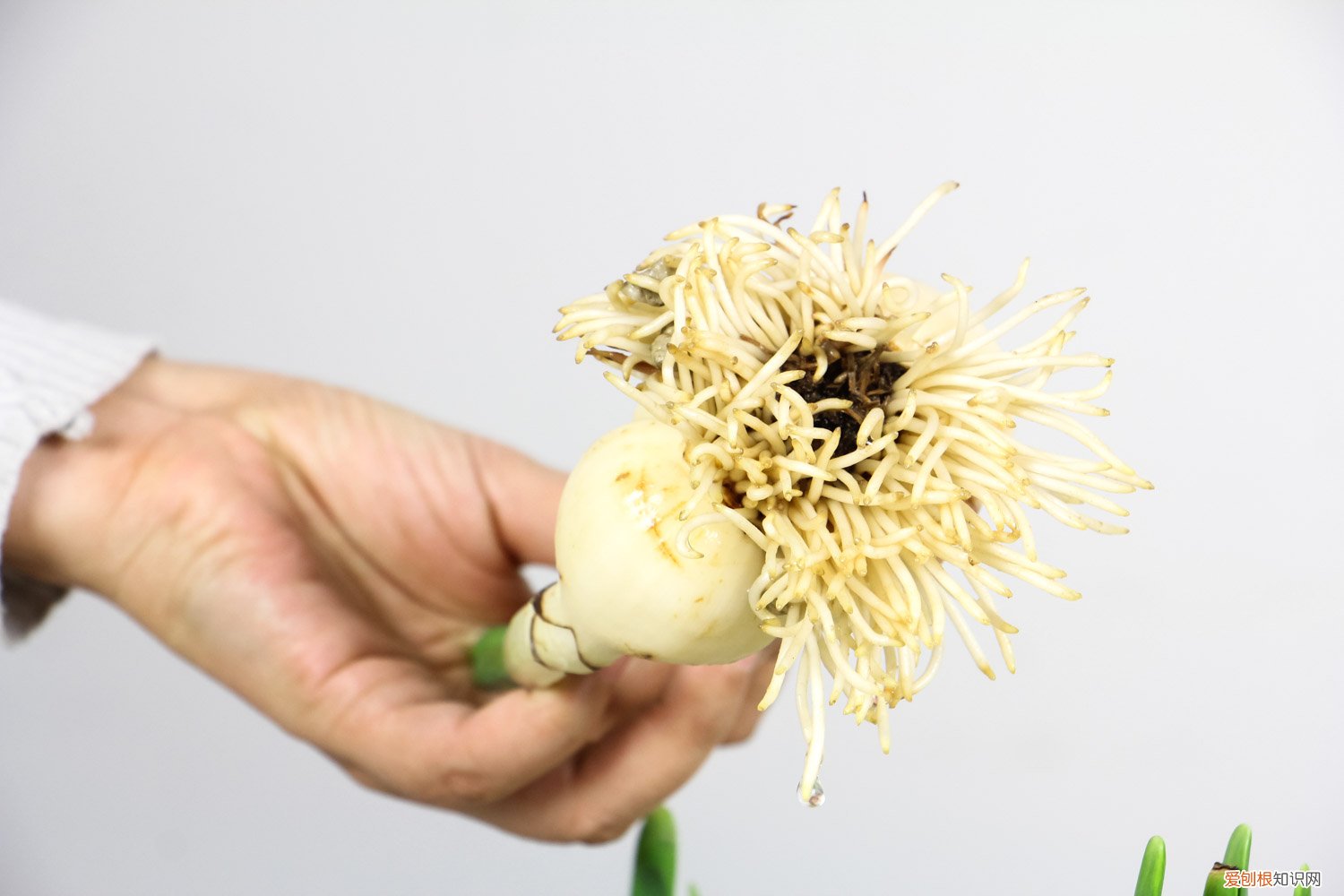 水仙花如果养 盆栽水仙花养殖方法，水仙花能在室内养吗