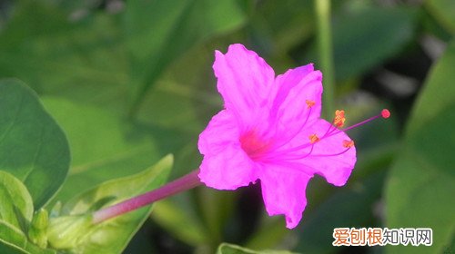 夜来香花怎么养 夜来香花有毒吗