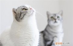 养英短银渐层猫有哪些缺点? 英短银渐层猫的缺点有哪些?