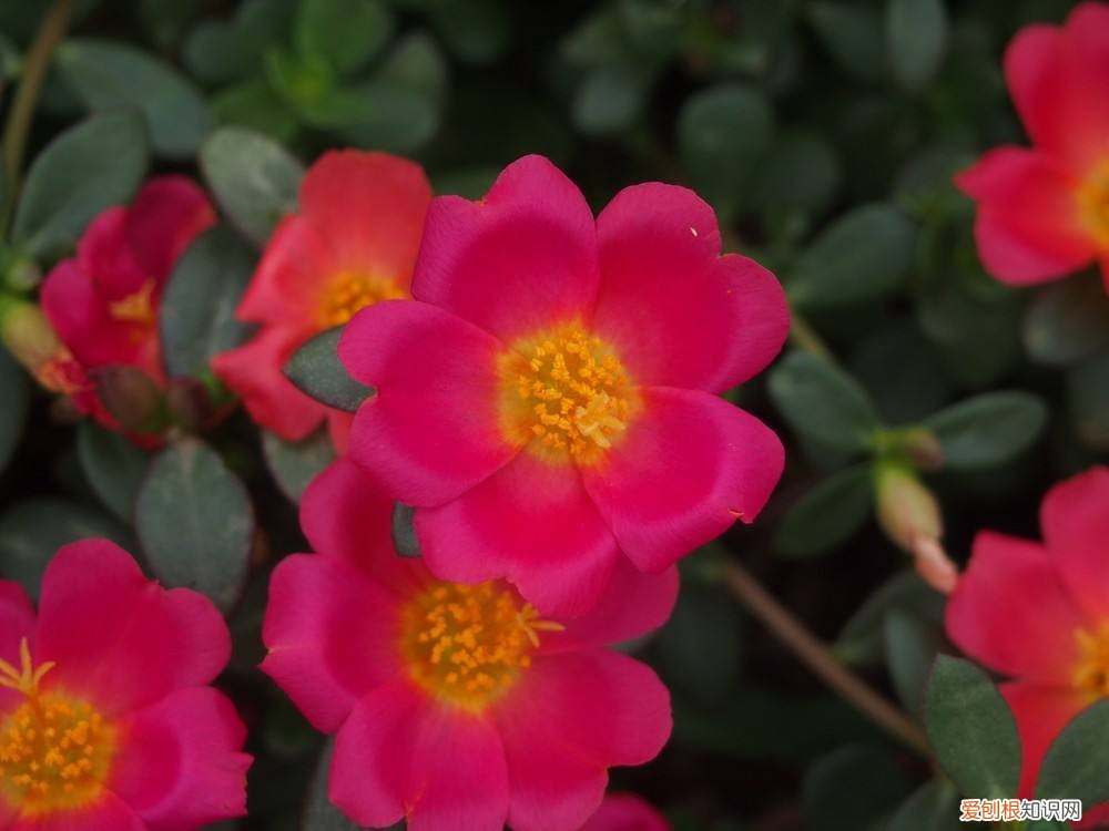 太阳花花语是什么 怎么种植太阳花