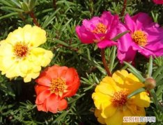太阳花花语是什么 怎么种植太阳花