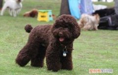 纯黑色的卷毛狗狗是什么品种 黑色卷毛狗是什么品种的狗