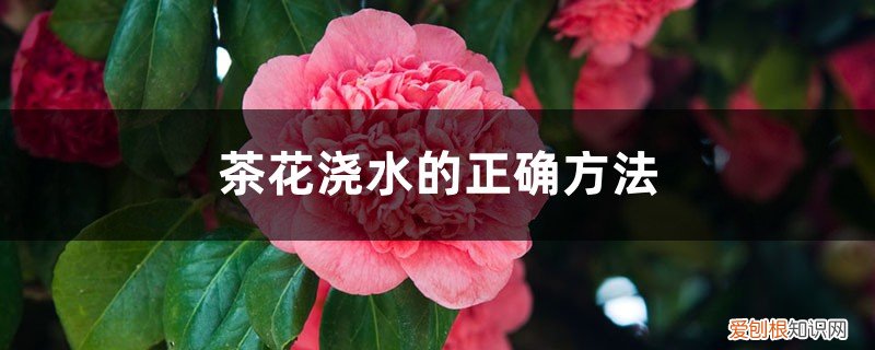 茶花要怎么浇水 茶花浇水的正确方法，茶花浇水多了怎么补救