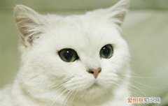 白色家猫和白色英短区分 白色英短跟白色土猫的区别